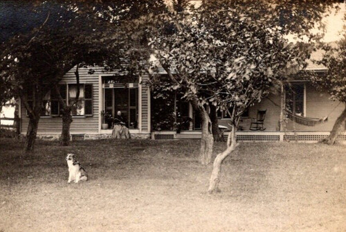 Rppc border collie dog puppy - rppc,