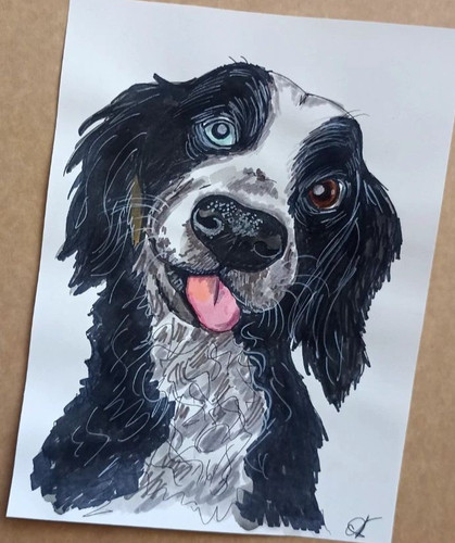 Border collie dog portrait - border,