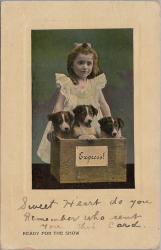 Puppies border collie - border, box