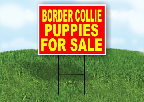 Border collie puppies for sale - puppies,