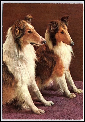 Vtg foecke glanz postcard - glanz, two