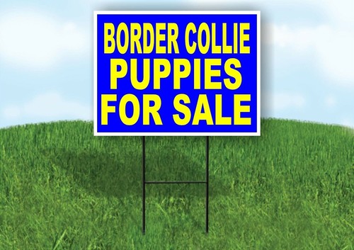 Border collie puppies for sale - border,