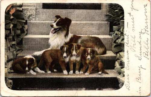 Border collie dog - border,