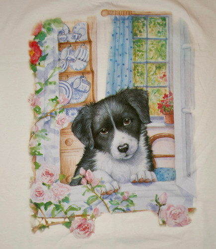 Border collie puppy looking - border,