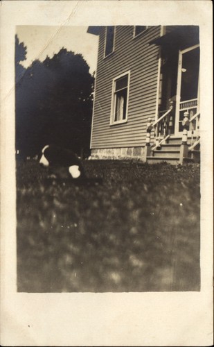 Rppc puppy playing yard - rppc,