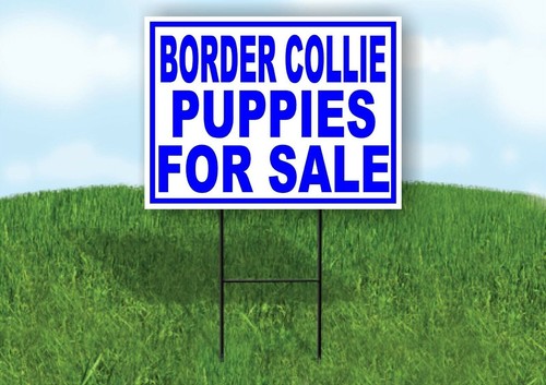 Border collie puppies - puppies, sale