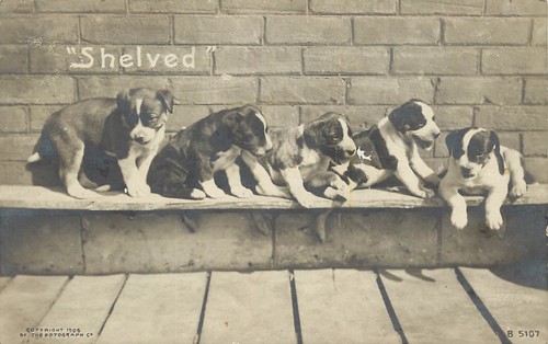 Rppc rotograph postcard - postcard, puppy