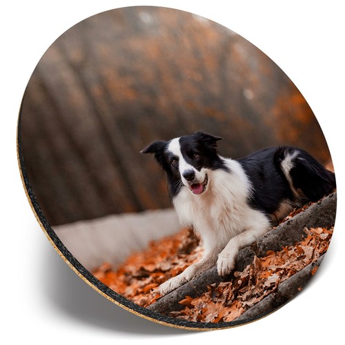 Round single coaster autumn - round,