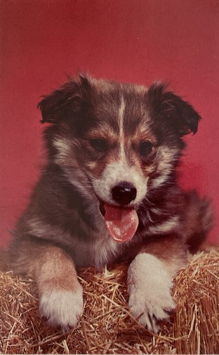 Vintage puppy postcard - puppy,