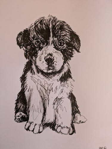 Border collie puppy dog pen - border,