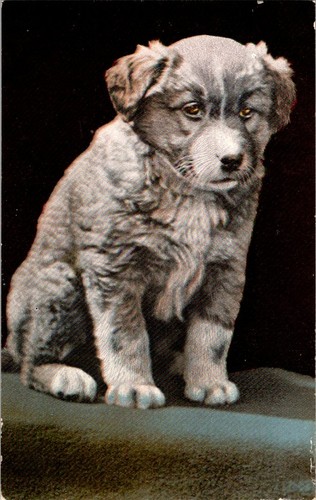 Antique border collie - antique,