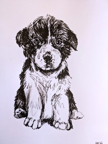 Border collie puppy dog pen - border,