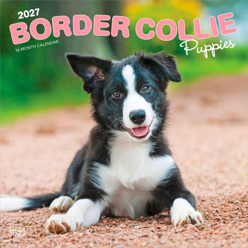 Border collie puppies - border,