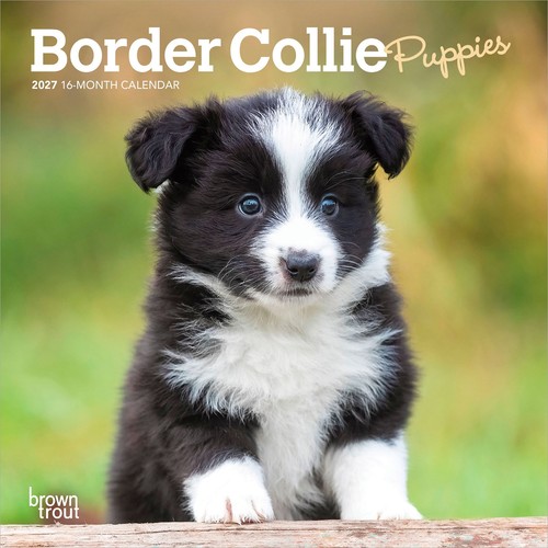 Border collie puppies 2027 - border,