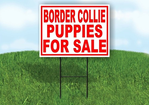 Border collie puppies for - puppies,