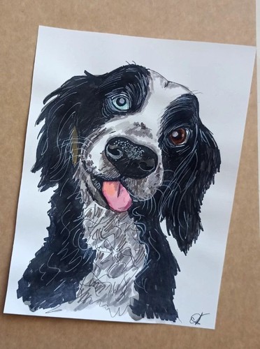 Border collie dog portrait - border,