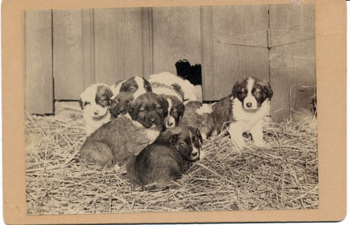 1895 1905 cabinet card - 1895-1905, border