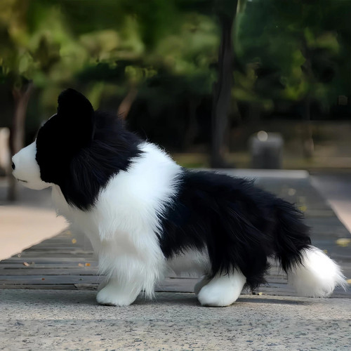Chase border collie - border, dog
