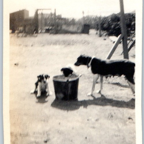 C1940s border collie - c1940s,