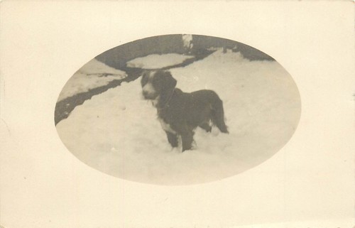 Rppc postcard rough coat - rppc,