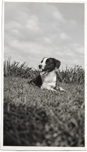 Border collie dog breed - collie,